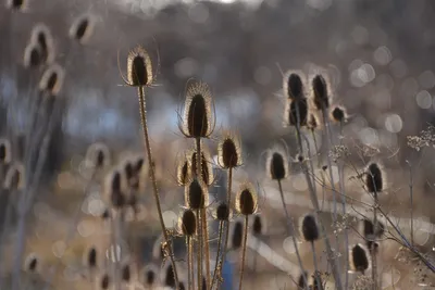 DSC_6034 (Large).JPG